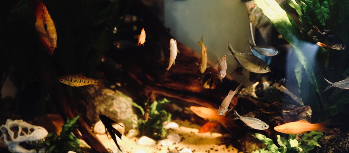 A well-equipped planted aquarium with lush plants and clear water — the result of correct lighting and filtration.