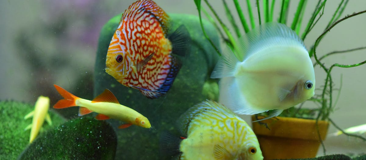 A complete planted aquarium with fish, plants and stones — the finished result a starter kit can build toward.